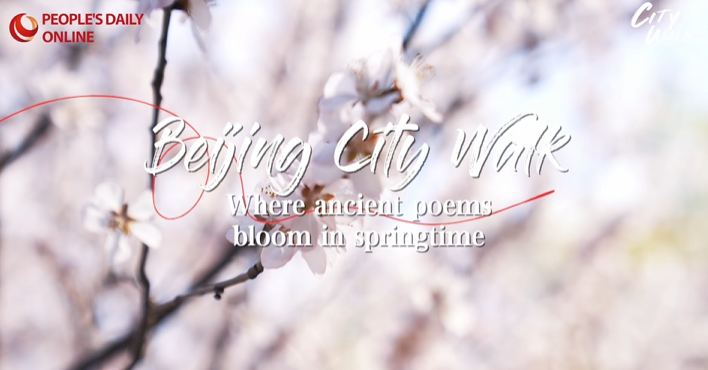Beijing City Walk: Where ancient poems bloom in springtime